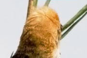 Golden-headed Cisticola (Cisticola exilis)